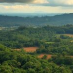 Manejo da paisagem: queimadas controladas, agroflorestas e terra preta