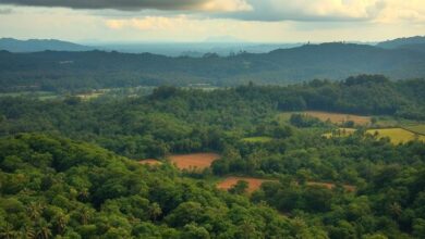 Manejo da paisagem: queimadas controladas, agroflorestas e terra preta