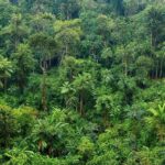 Manejo indígena da terra antes de Cabral: agroflorestas e queimadas