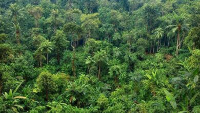 Manejo indígena da terra antes de Cabral: agroflorestas e queimadas