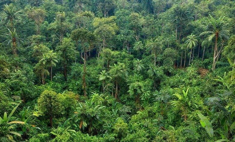 Manejo indígena da terra antes de Cabral: agroflorestas e queimadas