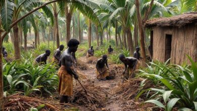 A escravidão africana no Brasil Colônia