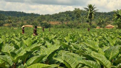 Economia do tabaco e o comércio com a África