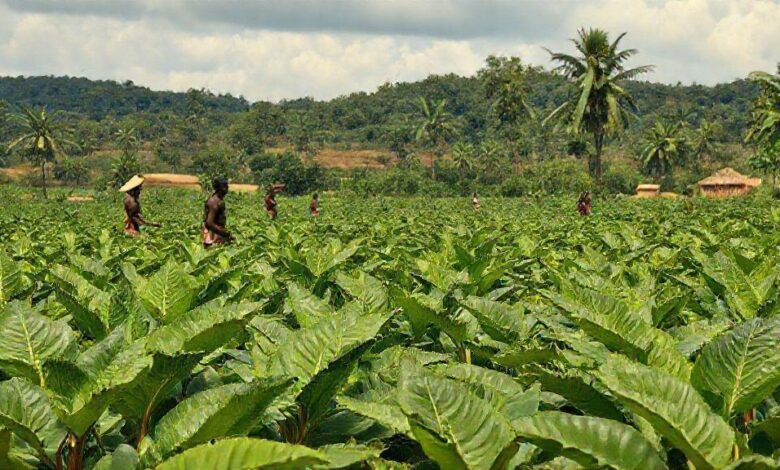 Economia do tabaco e o comércio com a África